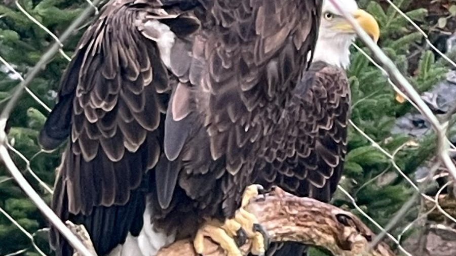 ZooAmerica