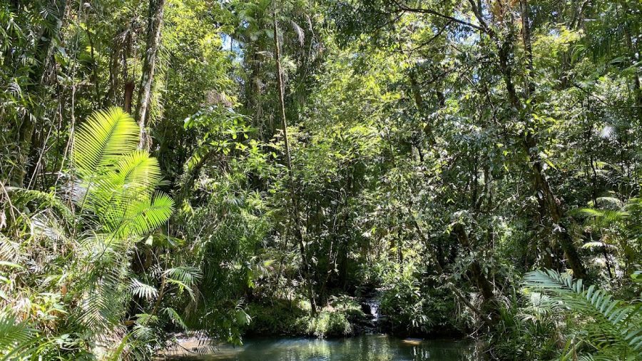 Daintree Rainforest