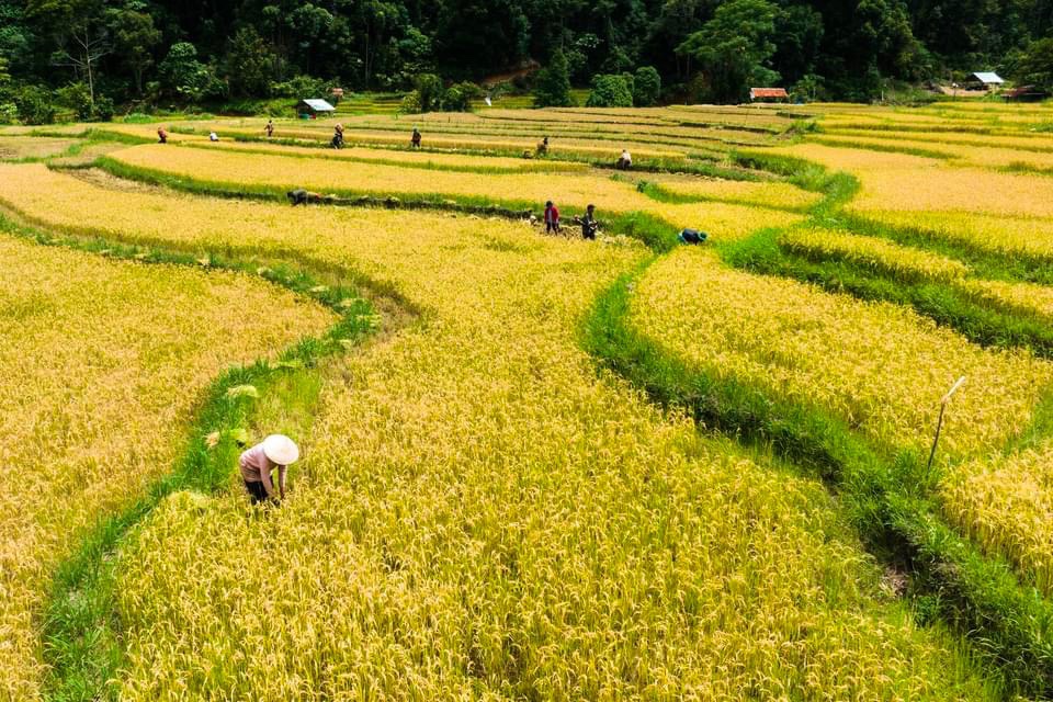 Ruộng bậc thang – Kon Tu rằng