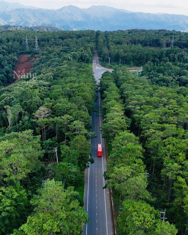 Rừng thông Măng Đen