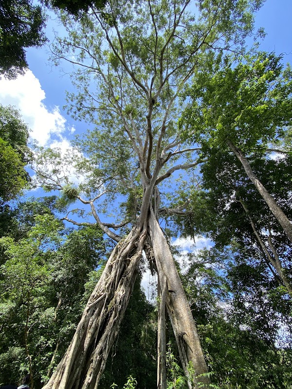 Khu Bảo tồn Thiên nhiên Nâm Nung