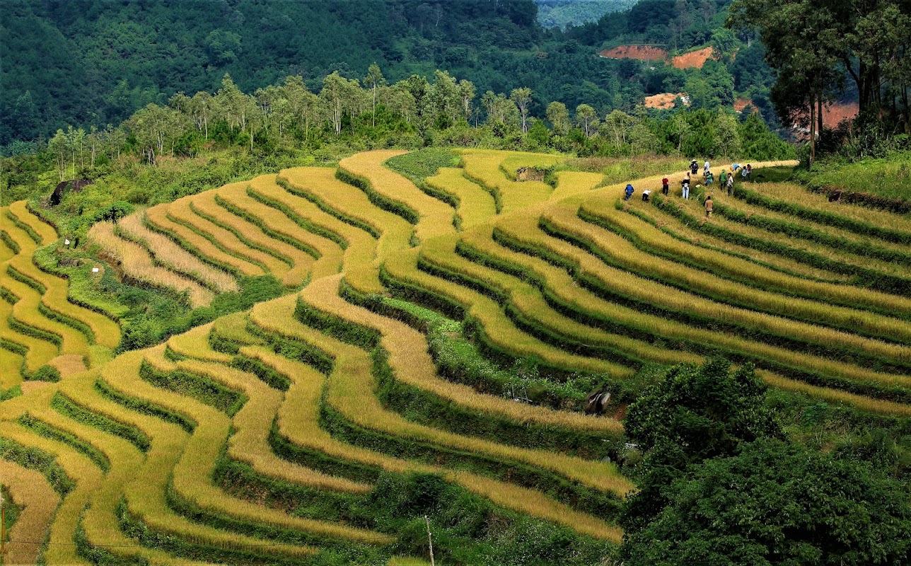 Ruộng bậc thang Cao Thắng