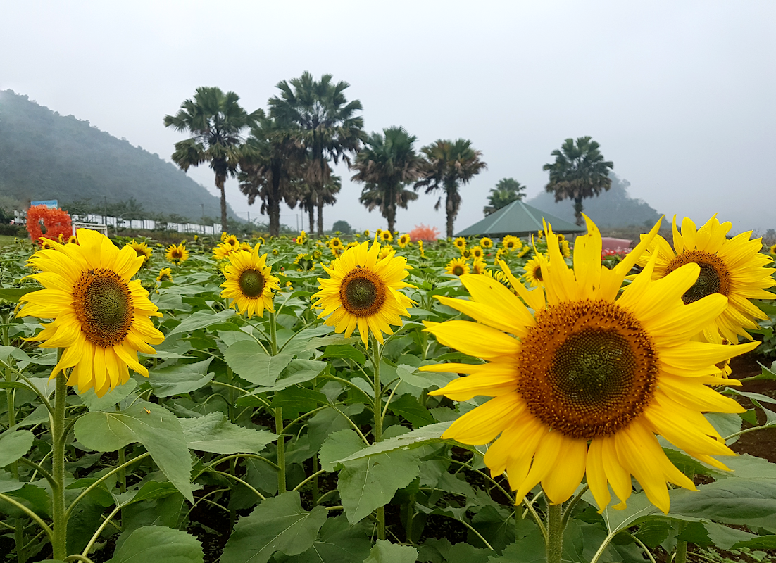 Bình Nguyên Xanh Khai Trung