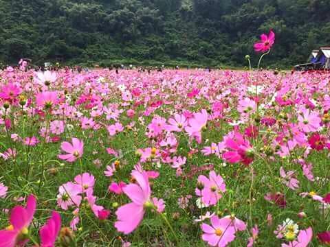 Khu Dự trữ Thiên nhiên Kim Hỷ