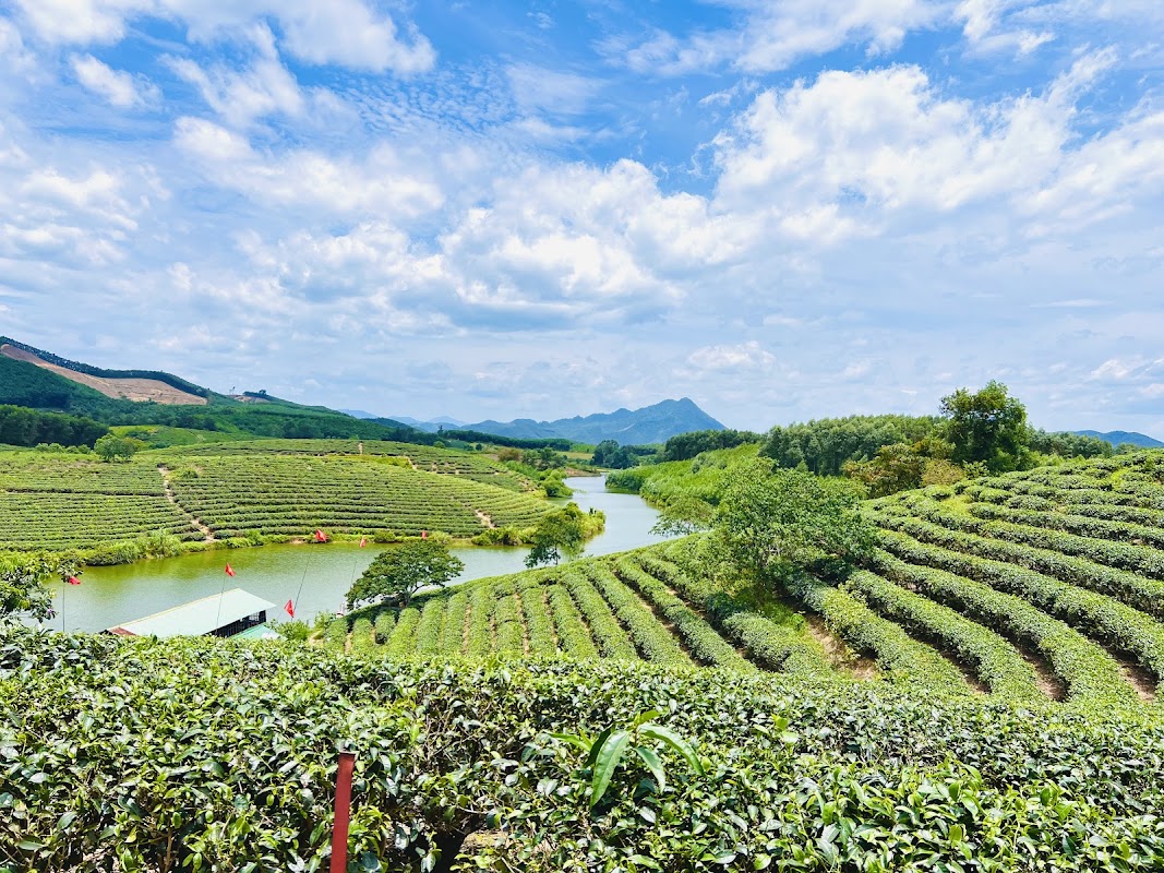 Đảo Chè Thanh Chương