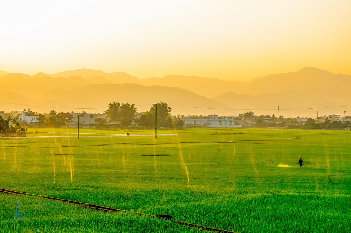 Cánh đồng Mường Thanh