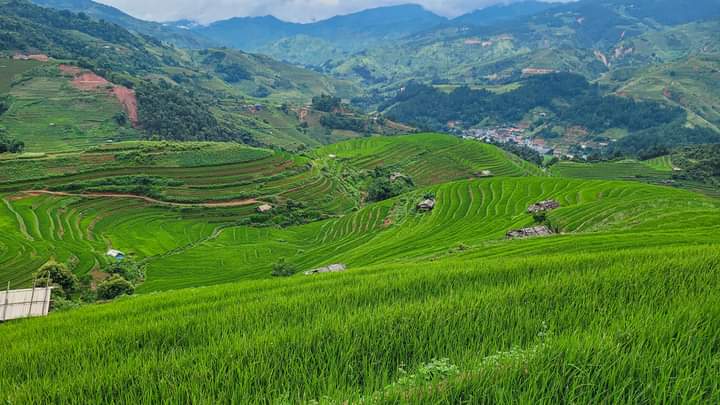 Bản Tèn – Ruộng bậc thang hoa Tam giác mạch