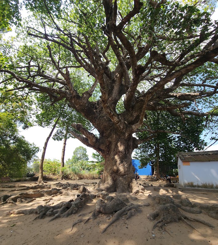 Cây Dầu cổ thụ Trà Vinh