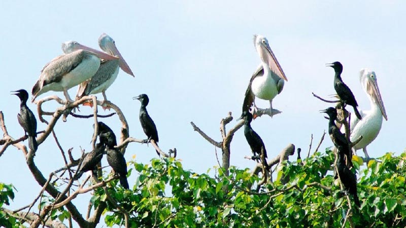 Vườn chim Bạc Liêu