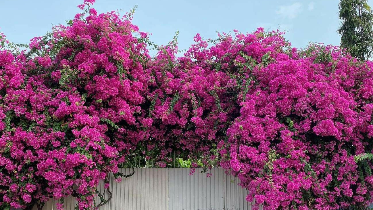 Cổng Hoa Giấy Check in Vũng Tàu