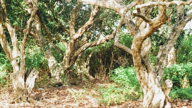 Vườn nhãn cổ trên trăm tuổi