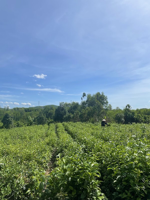 Đồi chè Kỳ Trung